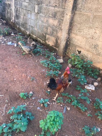 The image presents an outdoor scene in Mandate Estate, Ilorin, Nigeria, characterized by a mix of human-made structures and natural ground. On the left side, a weathered concrete wall or pathway, constructed from rectangular blocks, runs diagonally, showing signs of age and some dirt. The right side of the frame consists of reddish-brown soil, which is sparsely populated with small green plants bearing tiny white flowers.
Two chickens are visible within this setting. A prominent rooster, with striking reddish-brown, black, and some golden-brown feathers, along with a bright red comb, is positioned towards the center-right. It appears to be actively foraging or pecking at the ground, with one leg extended in motion. Further to the lower left, closer to the concrete, is another, smaller chicken, likely a hen or juvenile, exhibiting mottled grey, white, and black plumage. This second chicken is also seen looking downwards, presumably searching for food.
The ground is dotted with small rocks and some scattered debris, including a white cup and other plastic fragments, suggesting an informal or residential backyard environment. The lighting indicates it is daytime, with natural light illuminating the scene. No discernible text is visible anywhere in the image. The overall atmosphere is that of a typical domestic or semi-urban outdoor space in the specified Nigerian location.