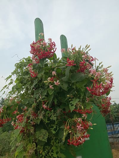 In Keudeblangme, Indonesia, a plant with clusters of red and pink flowers is growing on a green structure. The plant has many green leaves, some of which are torn or have holes. The sky is overcast, and in the background, there are trees and a fence.