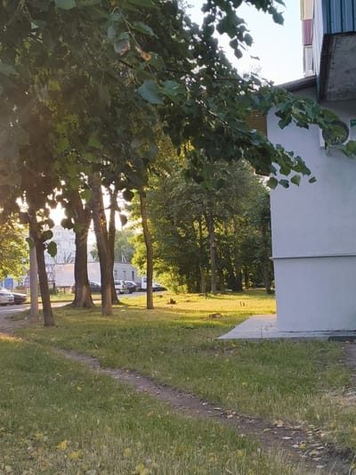 The image shows a street scene in Baranavichy, Belarus. In the foreground, a patch of grass with a dirt path winding through it, is illuminated by the setting sun. Several trees with green leaves stand in the middle ground, casting shadows on the grass. Behind the trees, cars are parked on the side of the road. In the background, a multi-story building with a white facade and a green and burgundy metal roof is visible. The sky is clear and blue. The overall impression is one of a peaceful, residential area on a summer evening.