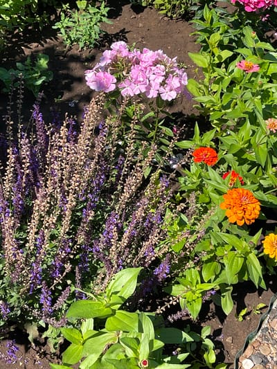 The image shows a close-up of a garden bed in Татарская Каргала, Russia. The foreground is dominated by a dense cluster of tall, slender plants with numerous small purple flowers and dried seed heads. To the right of these, several vibrant orange zinnias are in bloom, with one large, fully open flower and another smaller one slightly above and to the left. Behind the zinnias, a cluster of soft pink phlox flowers is visible. The background consists of dark soil and green foliage, suggesting a sunny day with shadows cast by the plants. The overall scene depicts a well-maintained garden with a variety of colorful flowers.