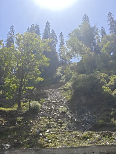 The image depicts a sloped terrain covered with rocks and vegetation under a bright, sunny sky. Tall trees with lush green foliage are visible on the left and right sides of the frame, with some reaching towards the top of the image. The ground is a mix of small to medium-sized rocks, interspersed with patches of green grass and moss. In the foreground, a concrete structure with visible drainage pipes runs horizontally across the bottom of the image. The scene appears to be an outdoor environment, possibly a mountainside or a rugged natural area. The location in Burwa, India is not discernable from the visual information provided in the image. There are no people or specific actions captured in the photograph.