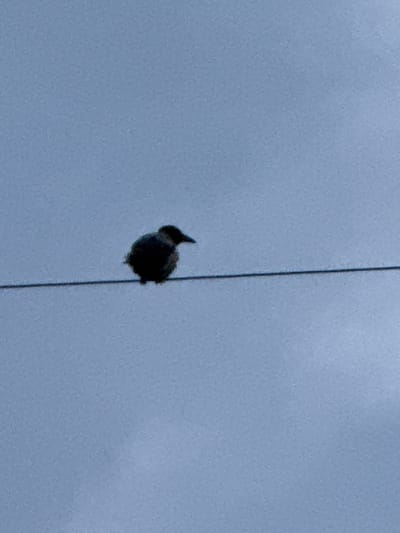 A single, dark-colored bird is perched on a thin, horizontal wire against a pale blue, overcast sky. The bird is facing to the right, with its head slightly down. Its body appears plump and rounded. The wire is positioned in the lower third of the image, extending across the frame. The background is a uniform, hazy blue, suggesting a muted or overcast daylight. No other objects, people, or environmental details are visible in the image. The location of Serebryakovka, Russia is not depicted or inferable from the visual information provided.