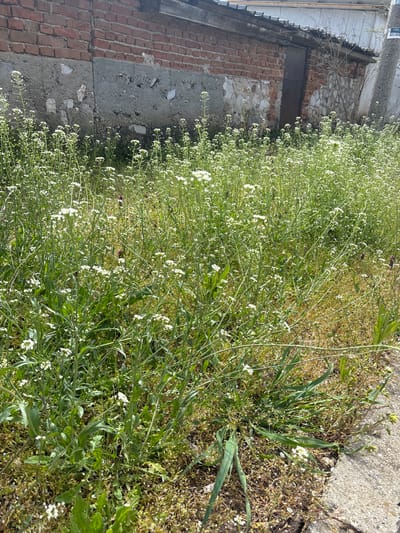 A medium-shot depicts a patch of white flowers, potentially weeds, growing alongside a weathered brick and concrete wall, and a concrete walkway. The structure appears to be the side of a building or shed, showing signs of age and disrepair. The greenery is thick and obscuring parts of the wall. The location is assumed to be in the city of Dobrovnitsa, Bulgaria. The environment is sunny, but no people are visible.