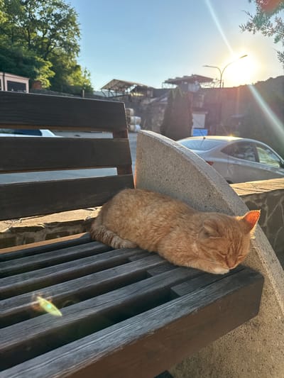 An orange tabby cat is resting on a wooden railing in Abrau-Dyurso, Russia. The cat is facing to the right with its eyes closed and its ears perked up. The sun is shining brightly, casting a warm glow on the cat's fur and illuminating the scene. In the background, a white car is parked, and there are trees and buildings visible. The time of day appears to be late afternoon or early evening, given the angle of the sun and the warm lighting. The weather is clear and sunny. The cat appears to be relaxed and comfortable, enjoying the warmth of the sun. There is no visible text in the image.