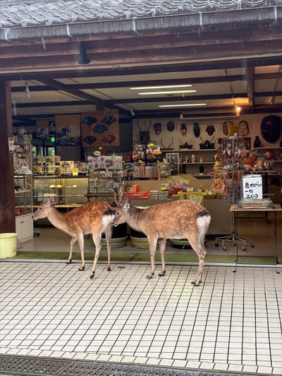 Two Sika deer stand at the open entrance of a souvenir shop in Nara, Japan, during a light rain shower. The deer on the left, a spotted reddish-brown, faces left, while the deer on the right, a darker brown with small antlers, has its head positioned near the rear flank of the left deer. The shop interior features exposed wooden beams and a wide array of merchandise: shelves on the left display packaged goods and small items, while the back wall is adorned with various traditional Japanese masks, mounted deer antlers, decorative fans, and framed prints resembling Hokusai's "The Great Wave off Kanagawa." On the right, a metal rack holds plush toys, and a small table presents a white sign in Japanese characters that reads "鹿せんべい" (Shika Senbei, deer crackers) and "一個 200" (one piece 200 yen), with a woven basket containing the crackers below. The ground outside the shop entrance is paved with white square tiles with dark grout, leading to a green mat inside. Overhead, a traditional grey tiled roof with a gutter shows signs of weathering and moss. No people are visible in the scene.