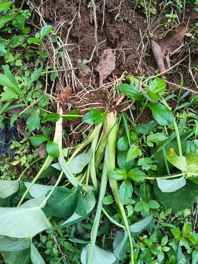 Unearthed plants lie amidst greenery and dark soil. Stalks with pale green stems are prominent, connected to roots and mixed with various green-leafed weeds. Some leaves are broad and light green, while others are smaller and darker. Dry twigs and brown, withered leaves also scatter across the scene near the root area. The composition suggests a recent uprooting or digging in a garden or natural environment.