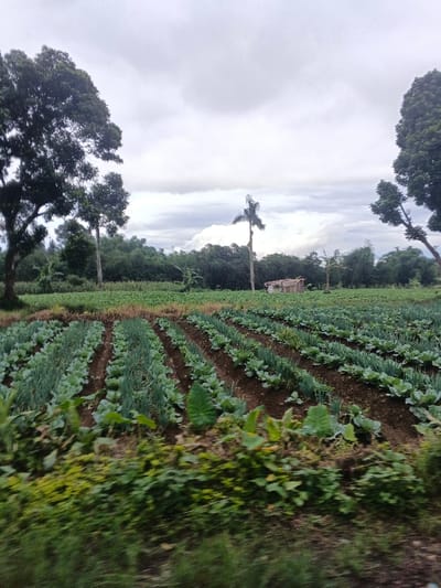The scene depicts an agricultural landscape within Masaiti, Zambia, under an overcast sky. In the midground, a cultivated field is sectioned into distinct rows of dark brown soil. These rows contain young green crops, specifically identifiable as cabbage plants and slender-leaved greens resembling spring onions. The background features a dense line of various trees, including large broadleaf trees prominent on the left and a tall, slender palm-like tree towards the center-right. A small, unpainted wooden shack with a light-colored, likely corrugated metal roof is partially visible amidst the trees in the center-right background. The foreground consists of blurred green foliage, suggesting observation from a moving vantage point. No human activity or individuals are present.