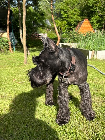A black Miniature Schnauzer dog stands on a grassy lawn in what appears to be a backyard or park setting. The dog is facing left, with its head turned to the side. Its fur is wiry and graying on the legs and face. The dog is wearing a brown collar with a metal ring and a plastic buckle. The background is filled with lush green trees and foliage, suggesting a warm, sunny day. In the distance, an orange wooden structure, possibly a small shed or playhouse, is visible among the greenery. The overall impression is a peaceful outdoor scene in a suburban or rural environment.