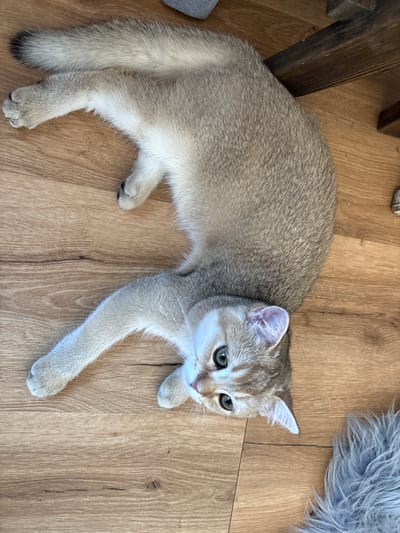 A light-colored cat with green eyes is lying on a wooden floor. The cat has light brown fur with darker tabby markings on its head and back. Its paws are light-colored with black paw pads. The cat is lying on its side, with its head turned towards the right of the frame, looking slightly upwards. The background consists of a wooden floor with visible grain patterns. To the left of the cat, a portion of a dark wooden table leg is visible. In the upper right corner, a fluffy gray rug or blanket is partially visible. The lighting suggests it is daytime, possibly indoors. The overall scene is calm and relaxed, with the cat appearing comfortable and at ease. There is no visible text in the image.