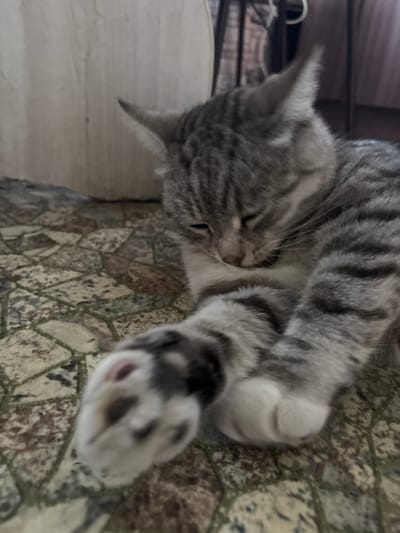 A gray tabby cat is lying on its side on a stone-tiled floor. The cat is looking down with its eyes closed and appears to be grooming itself, with its paws near its face. Its front paws are extended forward, with one paw in focus and showing its pink paw pads and dark claws. The cat has distinctive tabby markings on its fur. The background is slightly blurred, showing a pale beige wall on the left and a dark, out-of-focus structure on the right, possibly furniture or a doorway. The overall lighting suggests an indoor setting, possibly during the day. The image does not contain any information about the city of Ветлужский, Russia.