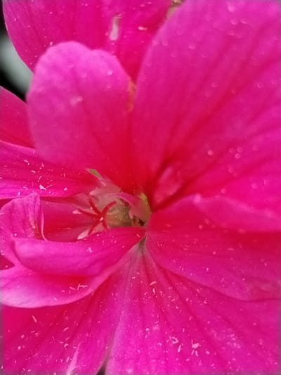 This is a close-up, macro photograph of the inside of a vibrant pink flower, likely a geranium. The petals are a rich, saturated pink with a slightly velvety texture. Small, white specks, possibly pollen or dew drops, are scattered across the petals. The center of the flower reveals a dark, star-shaped pistil and stamens. The lighting is soft, highlighting the delicate details of the flower's anatomy. The image is shot with a shallow depth of field, blurring the background and focusing all attention on the flower. The exact location of this flower within Гожскі сельскі Савет, Belarus, is not determinable from the image alone.