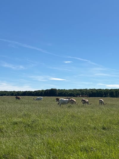 The image depicts a herd of deer grazing in a large, open field of tall green grass. The field is bordered by a dense line of trees in the background. The sky is a clear blue with a few wispy white clouds. The deer are of various colors, including white and brown, and some have antlers. The scene appears to be set in a park or rural area, possibly Jægersborg Dyrehave, a large forest and park located north of Copenhagen, near Kongens Lyngby, Denmark, which is known for its population of red deer and fallow deer. There are no people or man-made structures visible in the immediate vicinity of the deer. The lighting suggests it is daytime, likely a sunny afternoon.