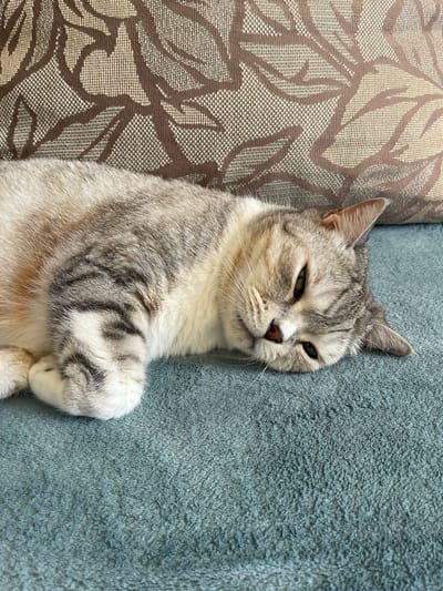 An adult domestic shorthair cat is lying on its side on a teal-colored textured surface. The cat is primarily grey and white with tabby markings on its body and face. Its eyes are partially closed, and its head is resting on the surface. Behind the cat, a portion of a pillow or cushion with a brown and tan leaf pattern is visible. The scene is indoors, on what appears to be furniture.