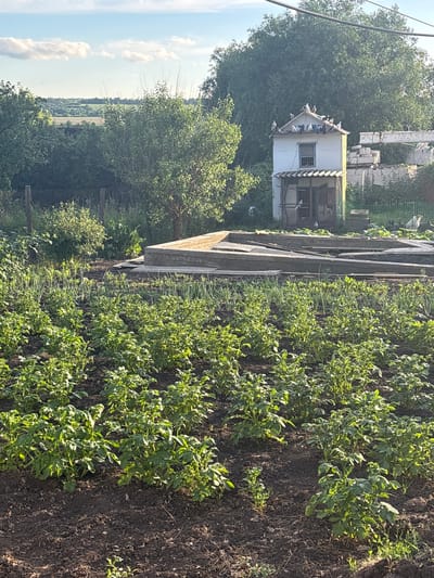 In Sovkhoza "Razdol'e", Russia, a rural scene unfolds under a partly cloudy sky. In the foreground, rows of green potato plants are thriving in dark soil. Behind them, a raised garden bed constructed of wood and concrete suggests recent or ongoing cultivation. Further back, a small, white two-story structure resembling a dovecote stands adorned with numerous pigeons on its roof and perched around its open windows and doorways. Adjacent to this structure, stacks of white bricks and concrete blocks are visible, indicating construction or renovation work. A dense line of green trees forms the backdrop, with a distant view of rolling hills and fields bathed in sunlight. The overall atmosphere is one of a working farm or homestead, with evidence of agriculture and building activities.