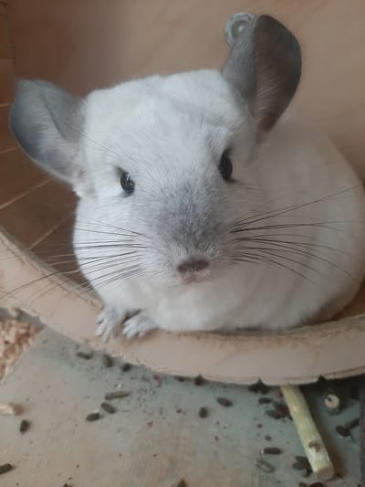 A white chinchilla sits in a wooden enclosure with its face and ears prominently displayed. The chinchilla's fur is light gray and white, with large, dark eyes and long, white whiskers. Its ears are large and gray, one slightly tilted. The background of the enclosure is made of light-colored wood, and the floor appears to be a light gray surface scattered with small, dark droppings and a piece of light green vegetation. There are no people or any indication of the city of Putilkovo, Russia, in the image.