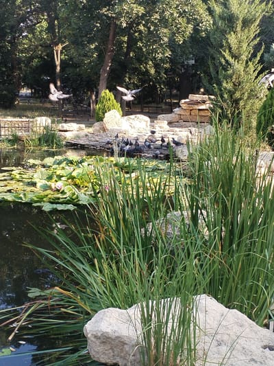 This image depicts a serene park scene featuring a pond, lush vegetation, and several pigeons. In the foreground, tall green reeds and large, light-colored rocks dominate the right and bottom portions of the frame. The pond, partially obscured by the reeds, is covered with lily pads and some pink lilies in bloom.

In the mid-ground, a cluster of pigeons is gathered on and around a rocky embankment. Several pigeons are in flight, adding a sense of movement to the scene. Beyond the pond and embankment, a dense arrangement of trees forms a verdant backdrop, with sunlight filtering through the leaves. Some park benches are visible through the trees in the distance. The overall ambiance is peaceful and natural.

This scene is likely located within the city of Voznesensk, Ukraine, given the consistent appearance of similar natural park settings and the prevalence of pigeons in such urban environments within the region.