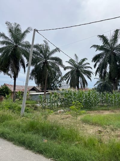 The image depicts an outdoor scene in Bundar, Indonesia, characterized by lush tropical vegetation. Dominating the foreground are several tall palm trees, their fronds reaching towards a pale, overcast sky. A utility pole with electrical wires runs vertically through the frame, adding a man-made element to the natural landscape. To the right of the palm trees, a field of green corn stalks is visible, suggesting agricultural activity. Beyond the corn, the ground is covered in tall, green grass, and a portion of an asphalt road is seen on the far right. In the mid-ground, glimpses of buildings with corrugated metal roofs can be seen peeking through the foliage, indicating a residential or mixed-use area. The overall atmosphere is one of a rural or semi-rural setting, possibly in the tropics, given the presence of palm trees and the dense greenery. The time of day appears to be daytime, with the overcast sky suggesting a cloudy or possibly rainy weather condition. No people are visible in the image.