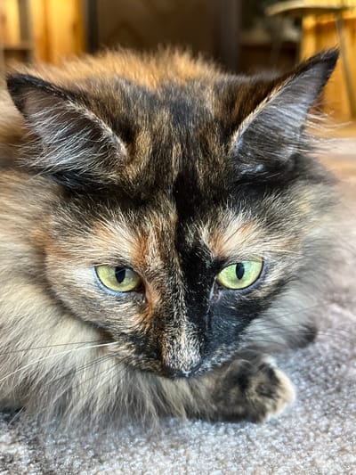 The image is a close-up shot of a tortoiseshell cat's face, lying on a textured carpet. The cat has striking green eyes, a mix of black, brown, and orange fur, and long whiskers. The background is blurred, showing warm-toned wooden furniture. There is no information in the image that indicates the location in the city of Pamyati 13 Bortsov, Russia.