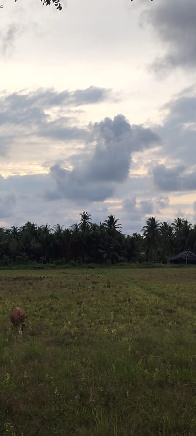 This image captures a serene rural landscape at dusk in Keudealuerheung, Indonesia. The sky is filled with dramatic, grey clouds, with hints of soft yellow light breaking through on the horizon, suggesting the final moments of sunset or the approach of dawn. The weather appears to be overcast.

In the foreground, a vast, grassy field stretches out, with tall, wild grasses creating a textured, slightly unkempt appearance. A lone, brown cow stands in the lower left quadrant of the frame, facing towards the camera and appearing to be grazing or walking through the field. Its presence adds a sense of gentle life to the otherwise natural scenery.

Beyond the field, a dense line of palm trees and other tropical foliage forms a dark, lush backdrop. These trees suggest a tropical or sub-tropical climate. Towards the right side of this treeline, a small, simple hut with a dark, sloping roof is visible, hinting at human habitation within this natural setting.

The overall mood of the image is peaceful and tranquil, evoking a sense of rural calm and the quiet beauty of nature at the transitionary hours of the day. There is no visible text in the image.