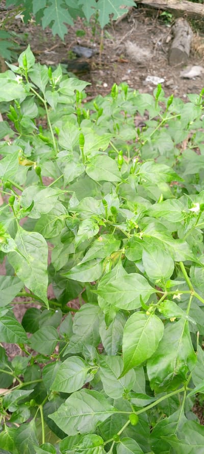 A close-up, high-angle outdoor shot shows a dense bush of chili plants with numerous small, green chili peppers and white flowers. The leaves are a vibrant green, and some show signs of slight discoloration or imperfections. The ground beneath the plants is a mixture of soil, small stones, and some scattered organic debris. In the background, out of focus, are more green leaves from larger plants, a piece of chopped wood, and a fuzzy, light-colored object. The lighting suggests it is daytime, likely with diffused sunlight. The scene appears to be in a garden or natural outdoor setting in Uleemeuria, Indonesia.