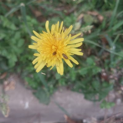 A close-up, slightly blurry overhead shot shows a yellow dandelion flower with two small, dark brown beetles on its petals. The dandelion is in the center of the frame, surrounded by out-of-focus green foliage. A paved or concrete surface is visible at the bottom of the image. The scene appears to be outdoors, possibly in a park or natural area.