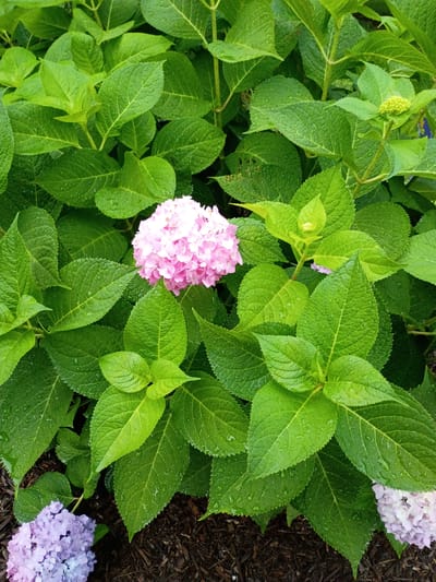 The image shows a close-up view of a blooming hydrangea plant. The foreground is dominated by vibrant green leaves, many of which are dotted with water droplets, suggesting recent rain or watering. Among the foliage, a cluster of bright pink hydrangea flowers is prominently displayed in the center-left of the frame. To the right and bottom-right of the frame, glimpses of a larger, pale purple hydrangea cluster are visible, along with dark brown mulch covering the ground. The focus is on the textured leaves and the delicate petals of the flowers. The lighting appears natural, indicating it was likely taken outdoors during daylight hours. The image conveys a sense of lushness and the beauty of nature. There is no visible text in the image.