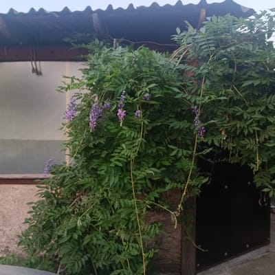 In Prikubanskiy, Russia, a lush, green vine with clusters of small purple flowers drapes over a rustic structure. The structure appears to be a shed or outbuilding, with a corrugated metal roof and wooden siding. To the left, a large, frosted or translucent window is visible on the building. The foreground is occupied by the dense foliage of the vine, with some of its tendrils reaching downwards. To the right, a dark, rectangular panel, possibly a door or side of the structure, is partially obscured by the greenery. The scene is set outdoors, with the overall impression being one of a natural, overgrown garden space adjacent to a utility structure.