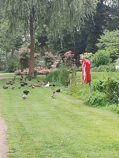 The image depicts a grassy area with a flock of ducks near the Elb-Uetersen-Rosarium in Uetersen, Germany. Several ducks of various breeds are scattered across the lawn, some foraging, some resting, and some walking. In the background, lush green trees and pink flowering bushes create a scenic backdrop. A red circular object, possibly a lifebuoy dispenser, is mounted on a pole to the right of the frame. The overall scene suggests a peaceful, natural setting within the city.