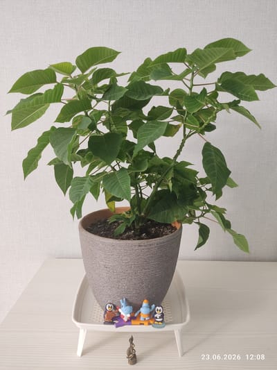A potted green plant, likely a poinsettia, sits on a white stand with several small toy figurines. The plant has lush green leaves and is in a textured gray pot. The figurines include two penguins, a blue elephant-like creature, and a yellow object. There is also a small bronze statue in the foreground. The scene is set against a white, textured background. The image also displays a timestamp: "23.06.2026 12:08". This image is taken indoors on a white surface. The location is specified as Kuyuki, Russia.
