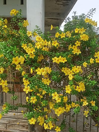 The image shows a close-up view of a lush vine of bright yellow flowers, likely Allamanda, cascading over a weathered metal fence in front of a building. The flowers are trumpet-shaped with five petals and are abundant, interspersed with dark green leaves. Behind the vine, a portion of a building is visible, featuring a white pillar and a light-colored concrete overhang. The ground appears to be a paved surface with some debris. The setting suggests an outdoor environment, possibly a residential or commercial area within the city of Mee, Indonesia, given the architectural style and vegetation. No people are present in the image.