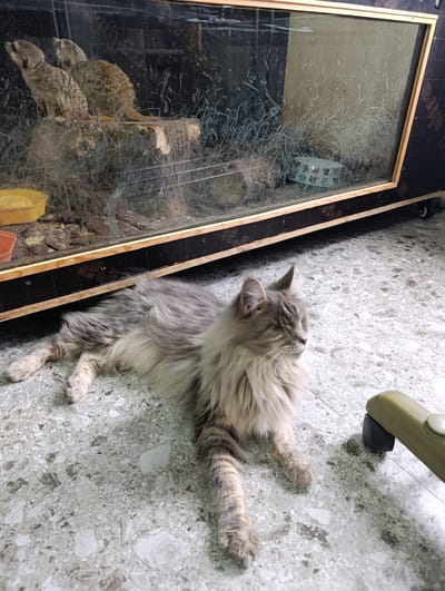 A long-haired gray cat is lying on a terrazzo floor in front of a glass enclosure. Inside the enclosure, two meerkats are visible on a log. The enclosure has a wooden frame and a black base. A yellow bowl and an orange bowl are also inside the enclosure. A green object with a wheel is near the cat. The scene is indoors, likely a home or a pet store in Novopokrovka, Kyrgyzstan.