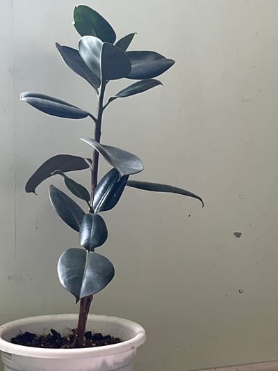 The image shows a rubber plant in a white pot against a light-colored wall. The plant has a single, upright stem with large, dark green, glossy leaves. The leaves are arranged alternately along the stem and are ovate in shape with pointed tips. Some leaves are larger and more mature, while others are smaller and newer, indicating growth. The pot is made of white plastic and is filled with dark soil. The wall behind the plant is a neutral, light tone, with some minor imperfections or dust specks visible. There is no indication of a city or location within the image itself.