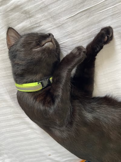 A black cat is lying on its back on a white, textured surface, with its head tilted back and eyes closed. It is wearing a reflective yellow collar. The cat's paws are resting on its chest. The surface appears to be a bed or similar soft material. The image is taken from a top-down perspective. There is no visible indication of the cat's location in Madina, Ghana.