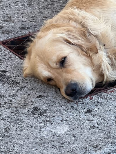 A close-up, eye-level shot shows a golden retriever dog lying down in a metal grate, with its head resting on the grate's edge. The dog's fur is light blonde and appears somewhat ruffled. Its eyes are partially closed, suggesting it is resting or sleeping. The grate is red and sits within a textured, grey surface that appears to be concrete or asphalt. The background is out of focus, but the texture suggests an urban or outdoor environment. The image was taken in Đenovići, Montenegro.