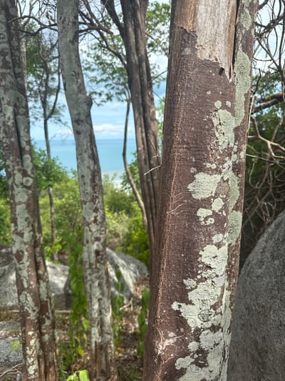 This media file depicts a close-up, horizontal shot of several weathered tree branches, primarily in the foreground. The branches are covered in a light green, patchy lichen, which creates a textured, almost abstract pattern against the dark brown bark. Some branches show signs of peeling bark, revealing lighter wood underneath.
In the background, out of focus, is a bright blue sky with scattered white clouds. Below the sky, a lush green forest with dense foliage is visible. Large grey rocks are interspersed within the forest. The scene appears to be outdoors, likely in a natural setting with trees and a body of water visible in the distance. The lighting suggests it is daytime, possibly a sunny day given the brightness of the sky. There is no visible text in the image. The overall impression is one of natural decay and the persistent life of lichen on aging wood, set against a backdrop of a vibrant natural environment. The location context of Baan Harn, Thailand, suggests a tropical or subtropical climate.