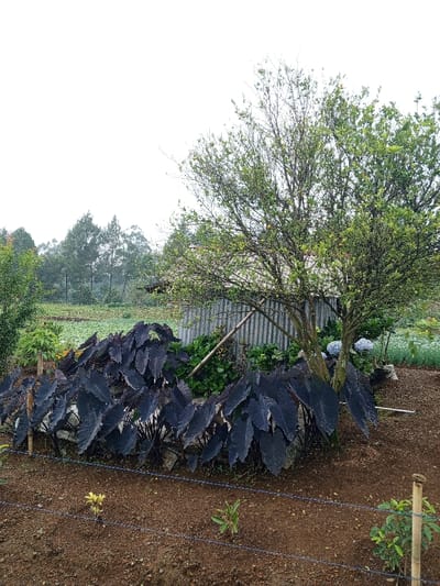 A landscape showcases a taro plant with large, dark purple leaves, thriving in a garden setting. Behind it stands a corrugated metal structure. A tree, partially obscuring the shed, displays green foliage and bare branches. The ground is earthy, dotted with sparse vegetation. In the background, a field stretches towards a line of trees under a cloudy sky. A simple wire fence runs along the garden's edge in the foreground.
