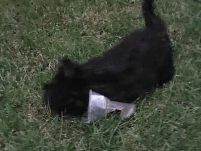 A black cat is sniffing at a clear plastic cup lying on its side in the grass. The cup appears to be empty and is partially obscured by the cat's head and body. The cat is dark in color, and its fur is slightly fuzzy in appearance due to the image quality. Its head is down, and it seems focused on the cup. The background is a green lawn with some dry, brown patches of grass, suggesting it might be summer or early autumn. The lighting is dim, indicating it could be late afternoon or early evening, or an overcast day. There is no visible text in the image. The scene is outdoors, in a grassy area that could be a backyard or a park. The cat's posture suggests curiosity or exploration.