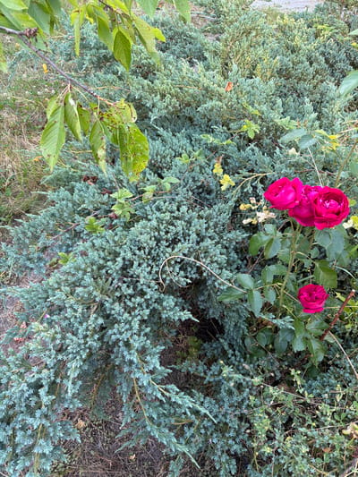 The image shows a close-up, eye-level view of a garden in Obukhivka, Ukraine. The foreground is dominated by lush green foliage, with a prominent cluster of vibrant pink roses in the upper center. Several rose blossoms, some fully open and others still in bud, are visible amongst green leaves and thorny stems. Below and to the sides of the roses, a dense, silvery-blue evergreen shrub, likely a juniper, fills the frame. Its needle-like leaves create a textured carpet. Interspersed with these plants are dried grasses and some fallen leaves, suggesting an outdoor setting in a garden or natural area. The lighting appears natural, possibly from daylight, with no harsh shadows, indicating it could be a partly cloudy day or a time of day with diffused sunlight. The overall impression is one of natural growth and the beauty of flowers and foliage. No people, text, or specific activities are depicted.