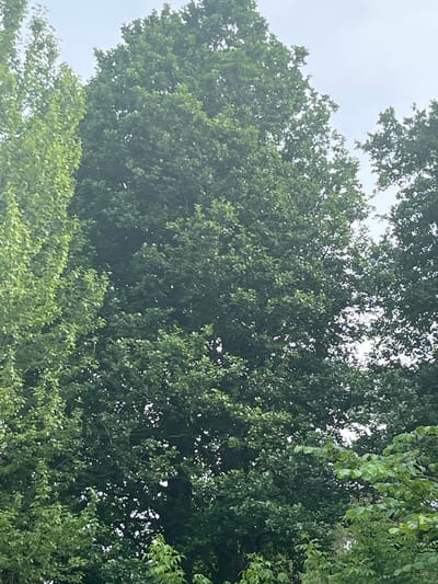 A low-angle, full shot captures a dense canopy of lush green trees against a pale, overcast sky in Vangaži, Latvia. The image is dominated by foliage, with a tall, broad tree in the center and narrower trees framing the left and right sides. The leaves are a vibrant green, with some areas appearing darker due to shade and others brighter where light penetrates the canopy. The sky above is a uniform light gray, indicating cloudy conditions. No people, structures, or specific landmarks are visible, suggesting a natural setting within or on the outskirts of the city. The overall impression is one of abundant greenery and a tranquil, arboreal environment.