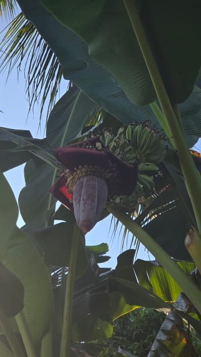 The image captures a vibrant close-up of a banana plant, showcasing its fruit and flower, set against a clear blue sky. Dominating the frame are large, green banana leaves, some brightly illuminated by sunlight and others in partial shadow, creating depth.
At the center, a cluster of unripe, light green bananas hangs, still attached to the plant. Below the emerging banana bunch, the distinctive reddish-purple banana flower, also known as a banana heart or 'jantung pisang,' is clearly visible. Its outer bracts are partially peeled back, revealing layers of smaller, lighter-colored florets within. Sunlight catches the edge of the flower, giving it a subtle glow.
The scene depicts the natural growth cycle of the banana plant under clear weather conditions. The bright, even light suggests it is daytime, possibly morning or afternoon. Parts of what appear to be palm fronds are also visible in the upper and lower sections, intermingling with the banana leaves and adding to the tropical setting. There is no visible text in the image. The lush greenery and fruit growth are characteristic of the tropical environment of Seririt, Indonesia.