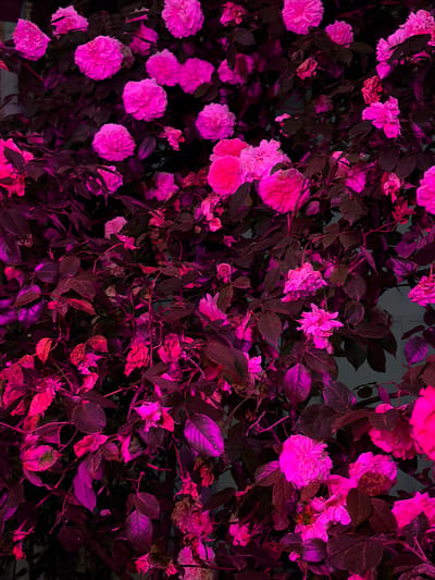The media file is a close-up, overhead shot of a dense bush covered in pink roses. The roses are in various stages of bloom, with some fully open and others still in bud. The leaves of the bush are dark green, with some appearing almost black due to the lighting. The image is illuminated by a vibrant pink light, casting a dramatic and somewhat surreal glow over the entire scene.
The lighting suggests that this photograph was taken at night, possibly with artificial lighting used to enhance the color of the roses. The location is specified as Dongaron, Russia. There are no people or animals visible in the image, nor any text. The focus is entirely on the natural beauty of the roses and the effect of the unusual lighting. The overall impression is one of intense color and texture, with the velvety petals of the roses standing out against the dark foliage. Some of the roses appear slightly wilted, adding a touch of melancholic beauty to the otherwise vibrant display.