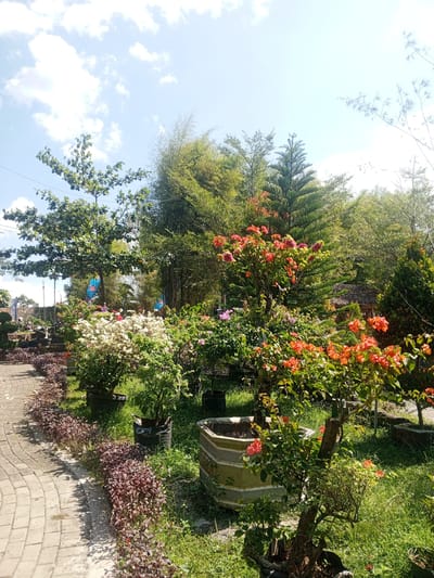 The image depicts a garden scene in Darsono, Indonesia, on a bright, sunny day with scattered clouds. A paved walkway, constructed of interlocking bricks, curves along the left side of the frame. Bordering the walkway is a row of low-lying, dark reddish-purple plants.
The central area of the garden is filled with various potted plants and trees. Prominent among these are several flowering shrubs, including one with abundant white blossoms and another with vibrant orange and pink flowers. Behind these, taller trees and bamboo stalks create a dense green backdrop. A pine tree with a distinct conical shape stands out amongst the foliage. In the distance, a thatched-roof structure, possibly a gazebo or hut, is partially visible.
Several large planters are scattered throughout the garden, some appearing to be made of concrete or stone. The ground is covered with green grass, and shadows from the trees suggest the sun is positioned high in the sky. No people are visible in the image, and the scene appears to be a still, well-maintained garden.