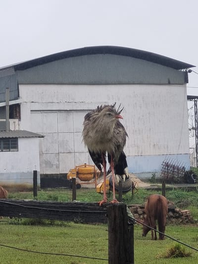 A large bird, identified as a Seriema, stands perched on a wooden post in a grassy area. The Seriema is facing forward and appears to be the main subject of the image. Behind the bird, a large white building with a grey, curved roof is visible. To the left of the building, a smaller white structure with a grey roof and windows can be seen. In the background, there is a yellow cement mixer and a rustic metal fence. A young brown calf is grazing in the grassy field to the right of the Seriema. The overall environment suggests an outdoor, possibly rural or agricultural setting. The sky is overcast, indicating a cloudy day. Based on contextual information, this scene is located in the municipality of Laranjal Paulista, São Paulo, Brazil.