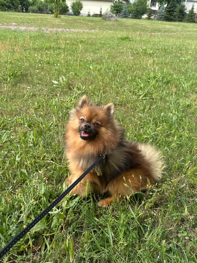 A medium shot captures a small, fluffy Pomeranian dog with amber and brown fur sitting attentively on a grassy lawn. The dog faces forward with its mouth open, tongue visible, and ears perked up, suggesting an engaged or happy disposition. A black leash is attached to its collar and extends diagonally down and to the left. The background consists of a green lawn with scattered small yellow wildflowers and blades of grass, creating a natural outdoor setting. In the distance, behind the lawn, are trees and buildings, hinting at a suburban or park environment. The scene is well-lit, indicating daylight, possibly taken outdoors in the city of Arzberg, Germany.