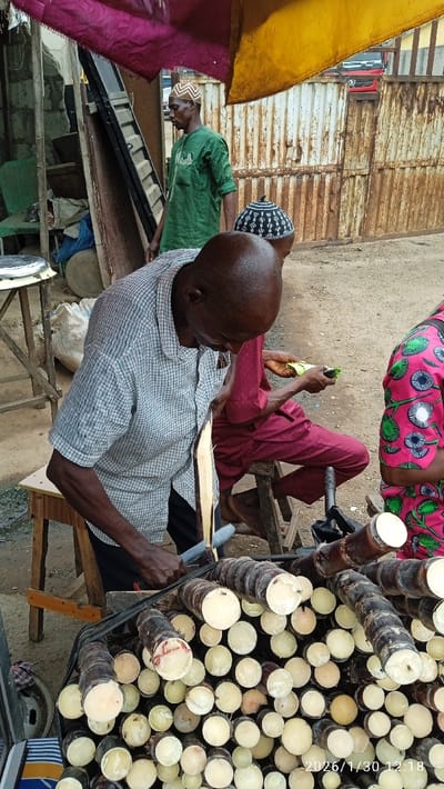 This image depicts an outdoor scene in Ijaiye, Nigeria, specifically a sugarcane vending stall. In the foreground, a large quantity of cut sugarcane segments with exposed white cross-sections is neatly stacked on a surface.
The central figure is a bald, dark-skinned adult male, wearing a light-colored plaid short-sleeved shirt and dark trousers. He is actively peeling a long stalk of sugarcane with a tool, leaning forward over a wooden stool. To his right, another individual, partially obscured, is seated on a low wooden stool, wearing a dark red garment, and appears to be peeling a green item.
In the mid-ground, a standing dark-skinned adult male wearing a green tunic and a white patterned cap observes the scene. Further back, another individual's head, topped with a dark patterned cap, is partially visible.
The background on the left features a green plastic chair, a white sack, and various items alongside a rough wall or structure. The background on the right is dominated by a heavily rusted corrugated metal gate. A red vehicle is faintly visible beyond the gate. Overhead, magenta and yellow fabric awnings provide shade. The ground consists of packed dirt or gravel. The timestamp "2026/1/30 12:18" is visible in the lower right corner.