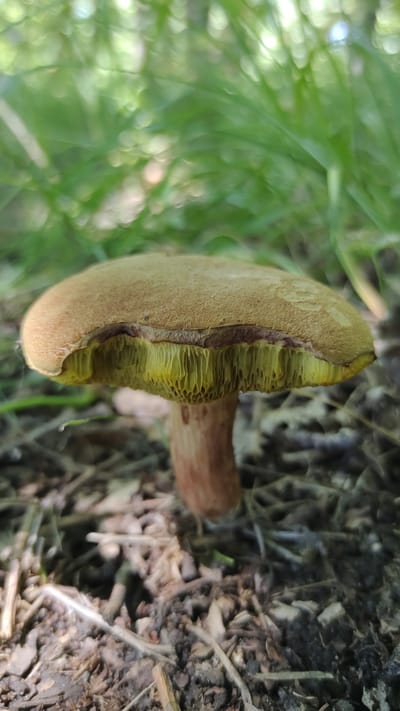 A single mushroom with a tan cap and yellow gills grows from the forest floor. The mushroom is positioned in the center of the frame, with its stem partially visible against the leaf litter and soil. Out-of-focus green foliage is present in the background, suggesting a natural outdoor environment. There are no people or human activity depicted in the image. The scene is consistent with a woodland setting in Mikhaylovka, Russia.