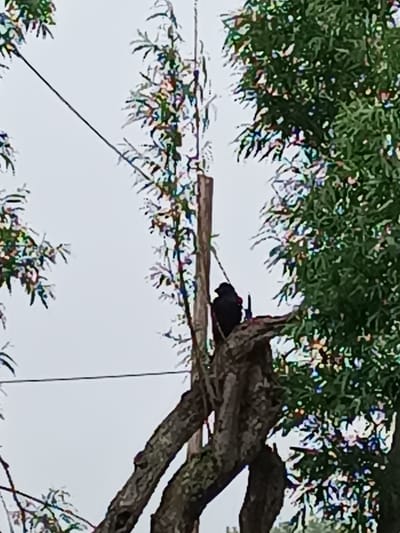 The image captures a bird, likely a crow or raven, perched atop a broken tree stump. The bird, silhouetted against a bright, overcast sky, is black and appears to be looking down. Its posture suggests it might be scanning its surroundings or resting. The tree stump is weathered and broken, with jagged edges, indicating it is likely dead or damaged. Several branches from the same tree are visible, some still bearing green leaves, while others are bare and gray. Another tree with lush green foliage is present to the right of the frame, and hints of a similar tree are on the left. A thin wire, possibly a power line or telephone wire, stretches diagonally across the upper portion of the image, suggesting the presence of human infrastructure in the natural setting. The overall scene is outdoors, likely in a rural or semi-rural area given the natural elements and the wire. The sky is a uniform light gray, suggesting either early morning, late afternoon, or a heavily overcast day, ruling out bright sunlight. No text is visible in the image.