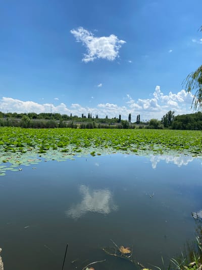 The image shows a body of water covered with lily pads, with a dense line of trees and vegetation along the bank. In the background, there's a highway with some traffic visible, and tall streetlights. The sky is a vibrant blue with fluffy white clouds, reflecting on the calm surface of the water. The sun appears to be high in the sky, suggesting it is daytime. The scene is peaceful and natural, with the water and greenery dominating the composition. The presence of the highway and streetlights indicates a location near a populated area, but the focus on the natural elements gives a sense of tranquility. There is no visible text in the image. The photo appears to be taken from a low angle, possibly from a boat or the edge of the water, looking across the expanse of lily pads towards the distant shore.