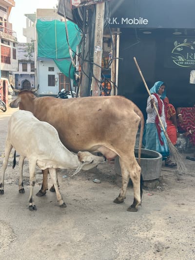 In Pushkar, India, a brown cow is being milked by a lighter-colored calf. The animals stand on a dusty, paved street. Behind them, a woman in a blue headscarf and a white and red patterned shirt sweeps with a broom. To her right, another woman in a red and orange outfit sits. A shopfront with the name "R.K. Mobile" is visible behind the people. The scene is framed by buildings and electrical wires, indicative of an urban environment.