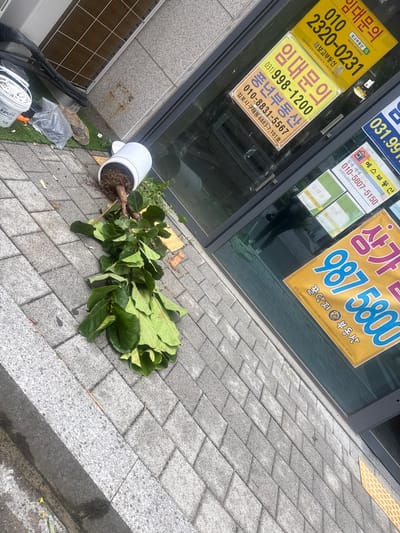 The image shows a fallen potted plant with large green leaves lying on a paved area next to a building. The plant has been uprooted from its white pot, which lies on its side. The surrounding pavement is gray and composed of rectangular blocks.
Several signs are visible in the background, affixed to the building's glass windows. The signs display real estate advertisements and contact information. One sign has the phone number 010-2320-0231 with the text "보고부동산" (Bogo Real Estate). Another sign has the phone number 031-998-1200 with the text "풍년부동산" (Pungnyeon Real Estate).
The address "김포시 구래동 6883-7,101호" (Gimpo-si, Gurae-dong 6883-7, Room 101) is visible on one of the signs. The sign also contains the phone number 010-8831-5567. The phrase "상가" (commercial building) and a large number "987 5800" are present on another sign. Some construction materials, including a bucket labeled "쌍곰PUTTY" and plastic bags, are near the plant. No people are visible.
